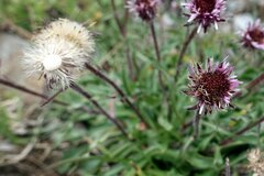 Erigeron uniflorus, photograph (c) Wolfgang Jauch, some rights reserved (CC BY)