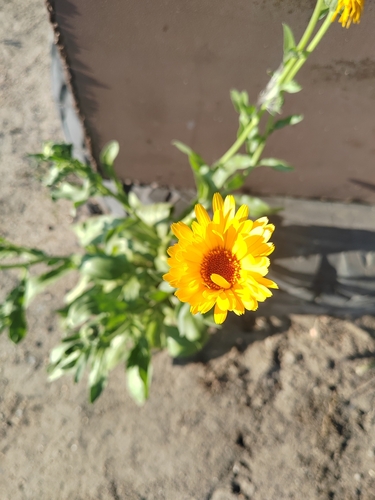 pot marigold