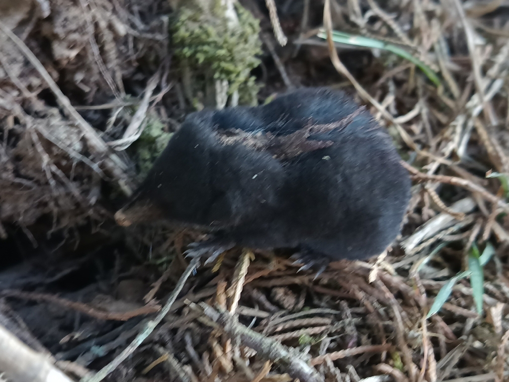 Medellín Small-eared Shrew
