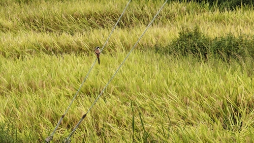 Long-tailed Shrike