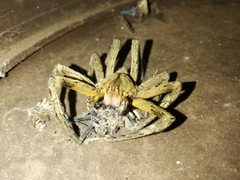 Phoneutria nigriventer