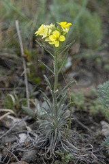 Erysimum flavum altaicum