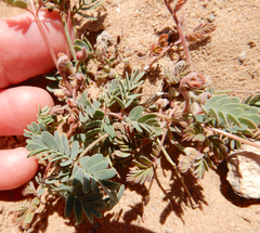 Hoffmannseggia drepanocarpa