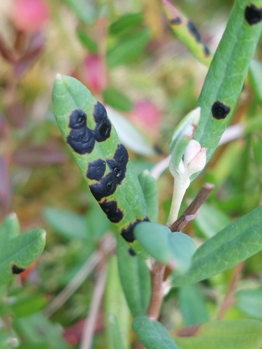 Rhytisma andromedae