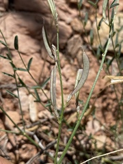 Astragalus remotus