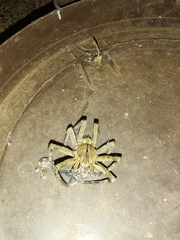 Phoneutria nigriventer