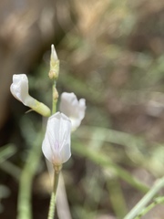 Astragalus remotus