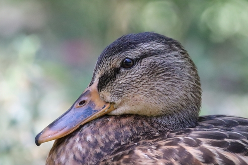 Mallard