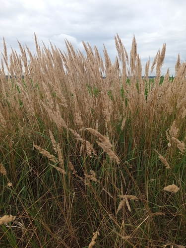 Bushgrass