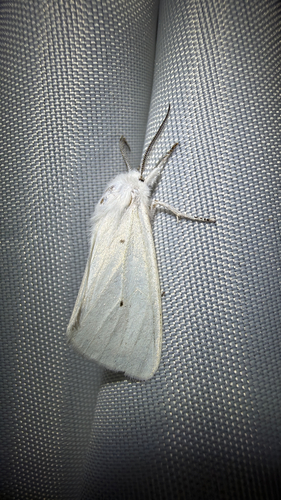 Virginian Tiger Moth