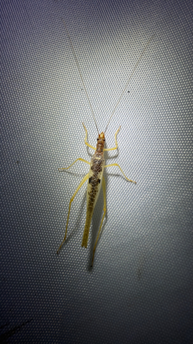 Two-spotted Tree Cricket