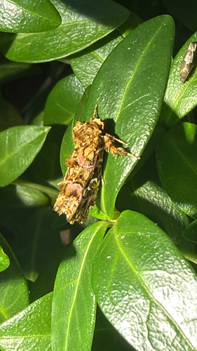 Pink-shaded Fern Moth