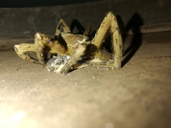 Phoneutria nigriventer