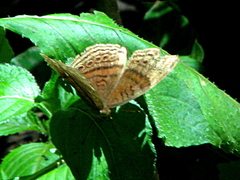 Junonia gregorii