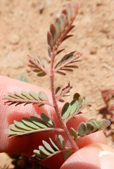 Hoffmannseggia drepanocarpa