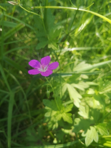 Marsh Crane's-bill