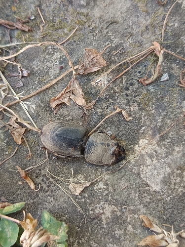 Lesser Stag Beetle