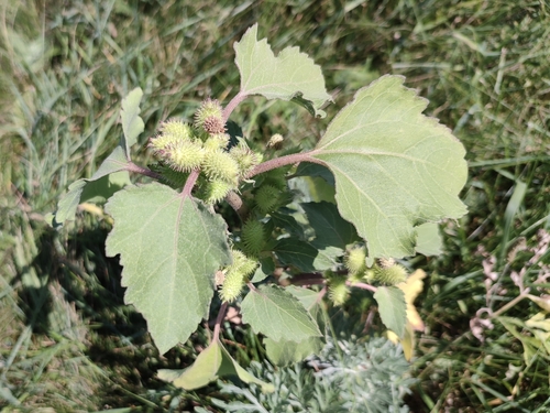 common cocklebur