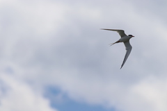 Sterna hirundo hirundo