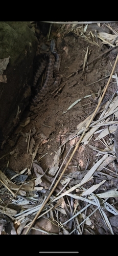Red-banded Snake