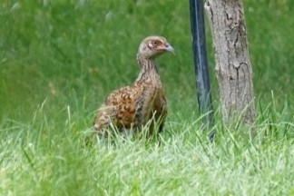 Ring-necked Pheasant