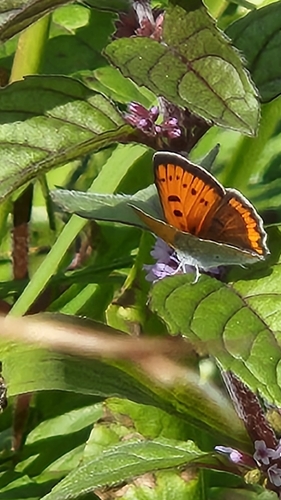 Large Copper