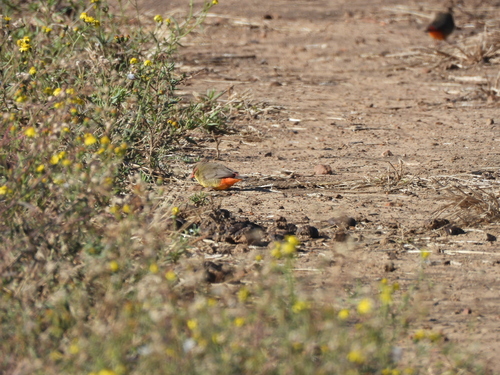 Amandava subflava, 2026-08-14