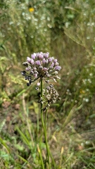 Allium angulosum, photograph (c) aga_l_, some rights reserved (CC BY)