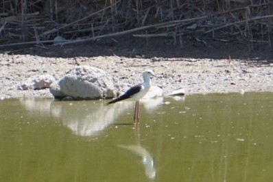 Black-winged Stilt