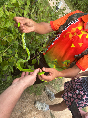 Oriental Whipsnake