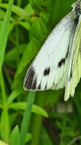 Green-veined White