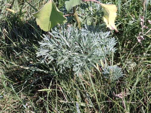absinthe wormwood