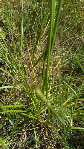 Allium angulosum, photograph 4