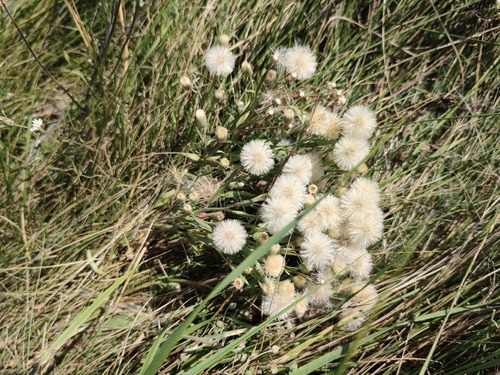 bitter fleabane