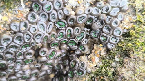 Zoanthus sansibaricus observed 2026-08-15