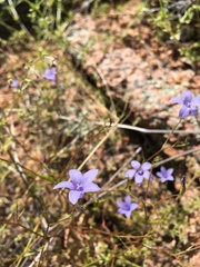 Campanula reverchonii