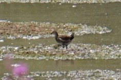Eurasian Moorhen