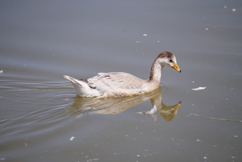 Bar-headed Goose