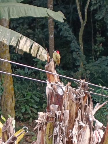 Green-barred Woodpecker
