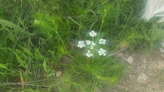 Bifora americana