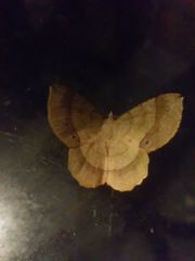 Erastria decrepitaria