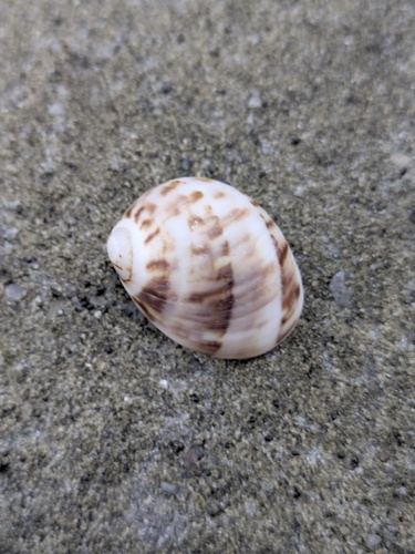 Mammilla simiae observed 2026-08-12