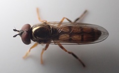 Platycheirus quadratus