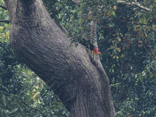 Rhinoceros Hornbill (Malay)