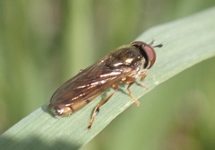 Platycheirus quadratus