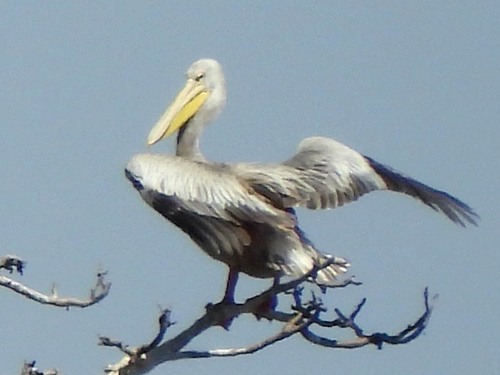 iNaturalist image
