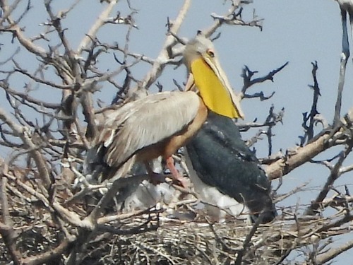 iNaturalist: (c) Clare Mateke, some rights reserved (CC BY-NC), uploaded by Clare Mateke iNaturalist image