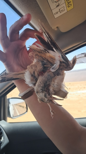 Greater Hoopoe-Lark