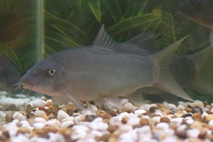 Blue Botia photo 1