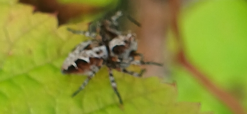 Oxyopes ramosus